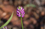 Curtiss' milkwort